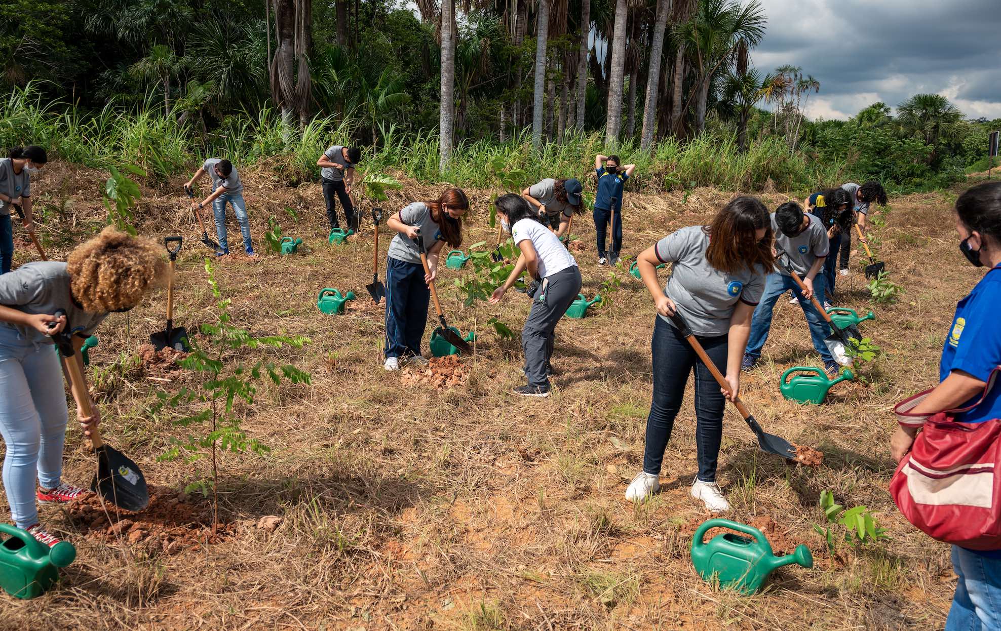 Associação Parque Mosaico e parceiros plantam mais 395 mudas de árvores de espécies nativas da Amazônia