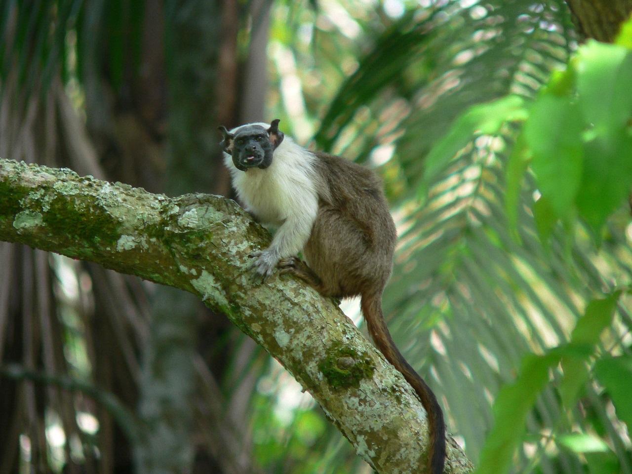 Parque Mosaico cria passarelas para proteger o Sauim-de-Coleira, primata em vias de extinção encontrado apenas na cidade de Manaus