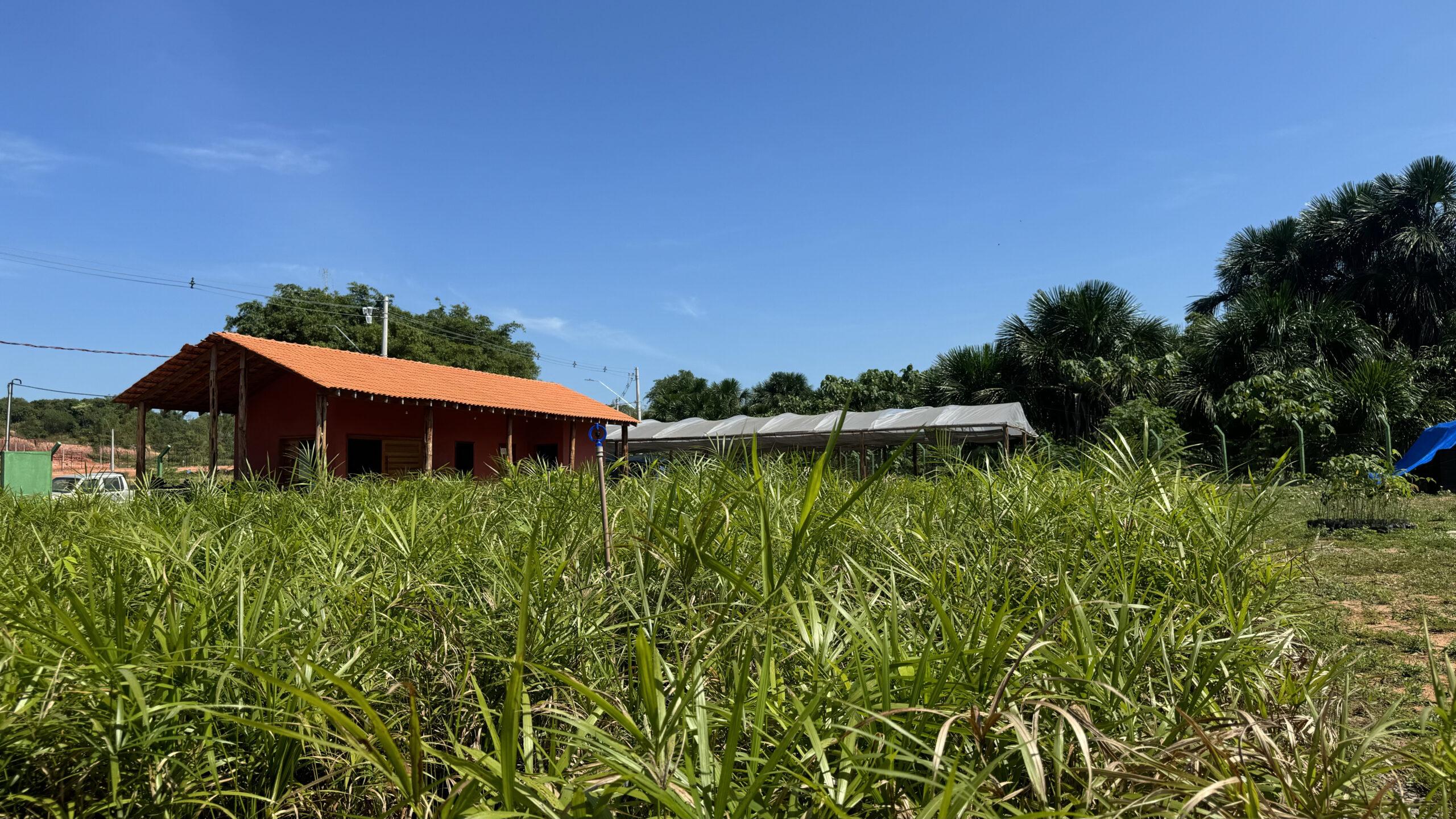 Nosso viveiro acaba de ganhar mais de 25 mil mudas de árvores nativas da Amazônia